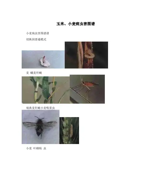玉米、小麦病虫害图谱