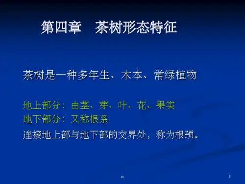 茶树形态特征
