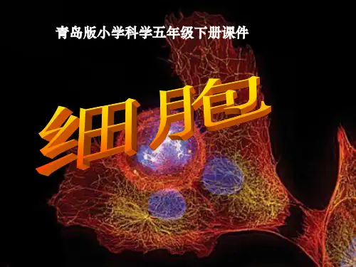 六年级科学下册_细胞2课件_青岛版