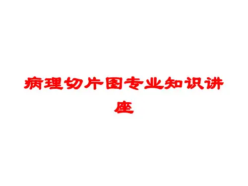 病理切片图专业知识讲座培训课件
