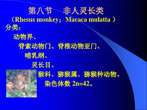 第八节     非人灵长类