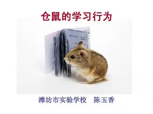 仓鼠学习行为课件