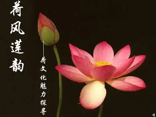 “荷”专题PPT课件