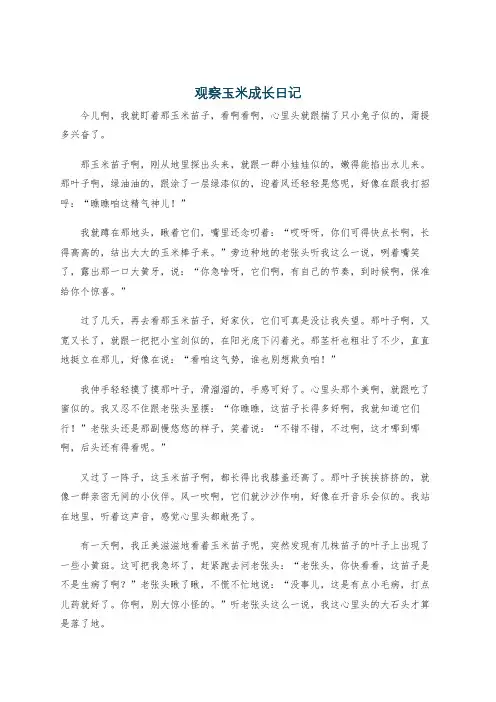 观察玉米成长日记