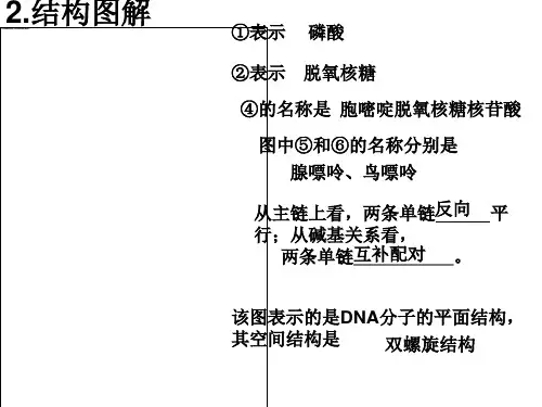 必修二节DNA分子的结构DNA分的复制DNA是有遗传效应的DNA片段PPT课件
