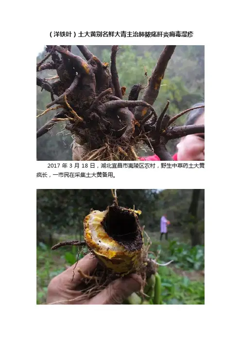 （洋铁叶）土大黄别名鲜大青主治肺脓疡肝炎痈毒湿疹