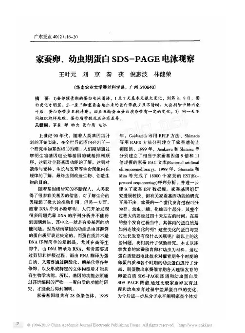 家蚕卵_幼虫期蛋白sds_page电泳观察