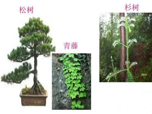 吕君《松树和青藤》课件