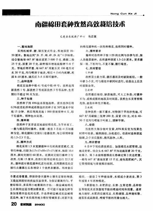 南疆棉田套种孜然高效栽培技术