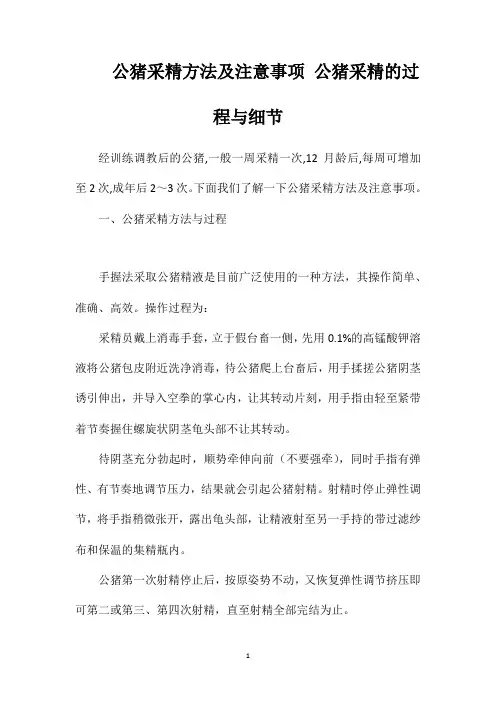 公猪采精方法及注意事项公猪采精的过程与细节