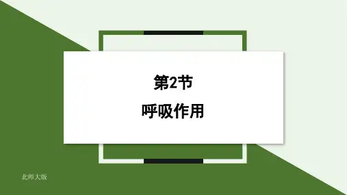 4.2 呼吸作用(共27张PPT+内嵌视频2段) 课件 2024-2025学年生物北师大版七年级上册