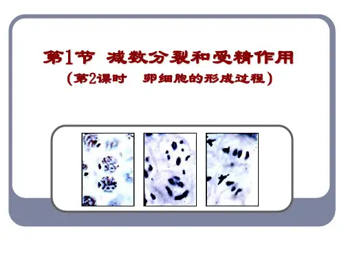 卵子的形成过程 31页PPT文档