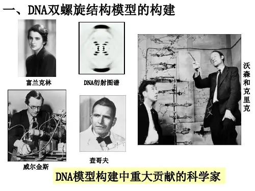 新教材DNA的结构高中生物课件