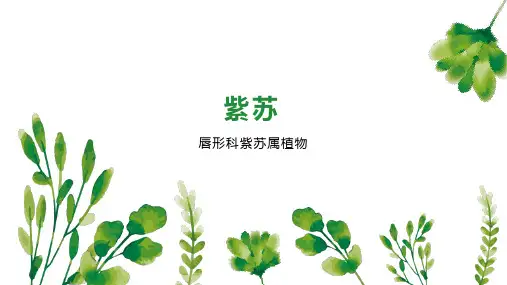 紫苏    