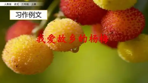 部编版三年级语文上册习作例文《我爱故乡的杨梅》课件(共47张PPT)
