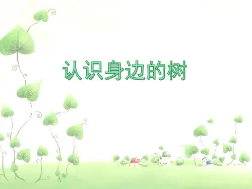 二年级下册美术课件-第3课 认识身边的树 ▏人美版 (共36张PPT)
