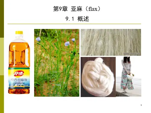 亚麻