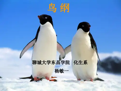 鸟类
