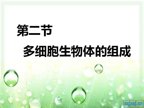 苏教版初中生物七年级上册 2.4.2 多细胞生物体的组成 课件(共30张PPT)
