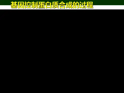 DNA的转录和翻译