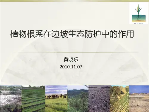 植物根系在边坡生态防护中的应用