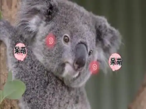 澳大利亚