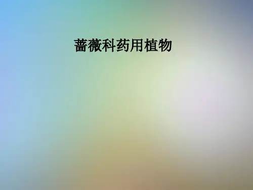 蔷薇科药用植物