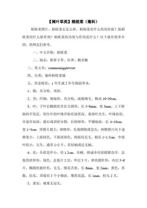 【阔叶草类】稻槎菜(菊科)