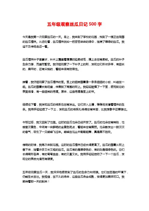 五年级观察丝瓜日记500字