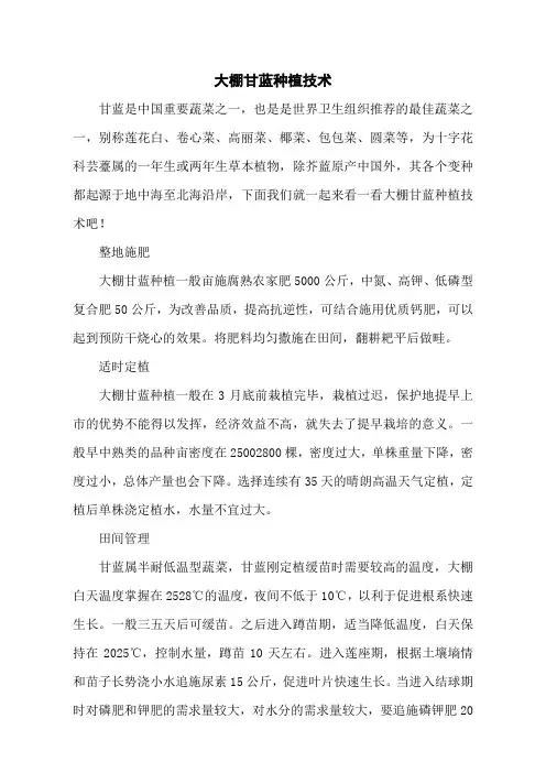 大棚甘蓝种植技术