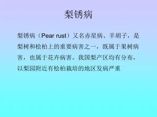 梨锈病