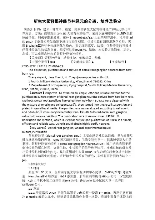 新生大鼠背根神经节神经元的分离、培养及鉴定