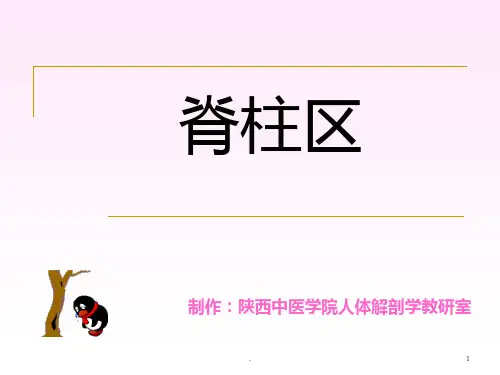 脊柱PPT课件