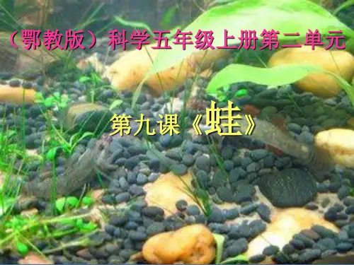 五年级上册科学课件-9《蛙》 ｜鄂教版  (共18张PPT)