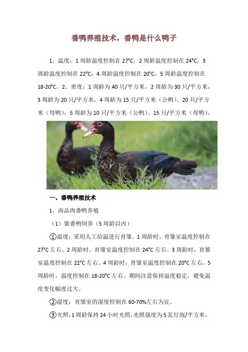 番鸭养殖技术,番鸭是什么鸭子