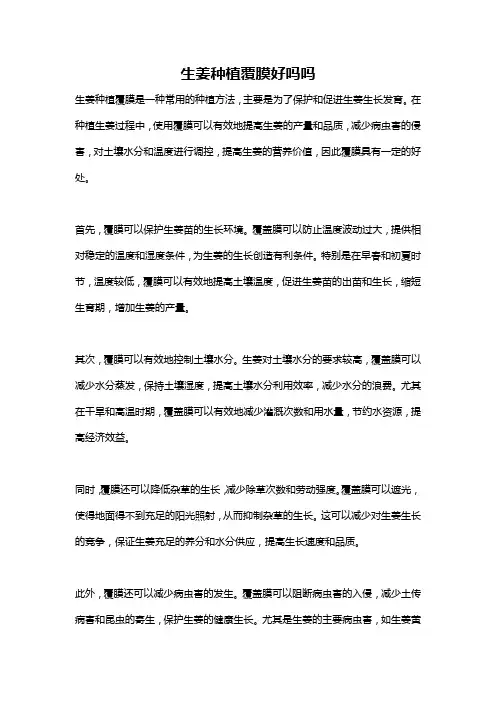 生姜种植覆膜好吗吗