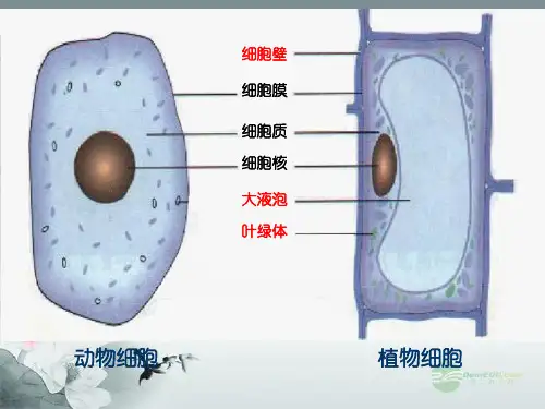 七年级科学上册《显微镜下的各种生物》课件9 浙教版