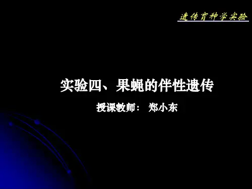 4 实验四 果蝇的伴性遗传