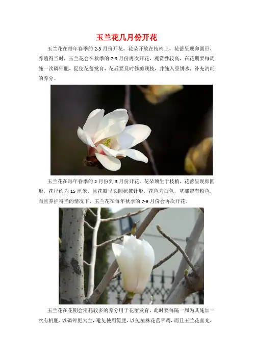 玉兰花几月份开花