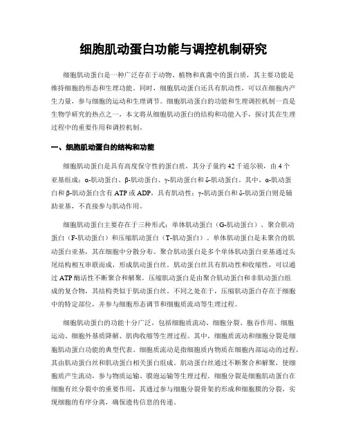 细胞肌动蛋白功能与调控机制研究