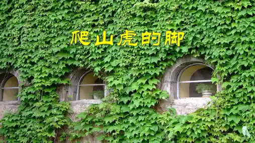 10《爬山虎的脚》  课件(共22张PPT).ppt