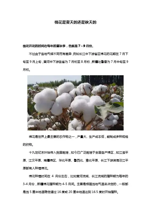 棉花是夏天的还是秋天的