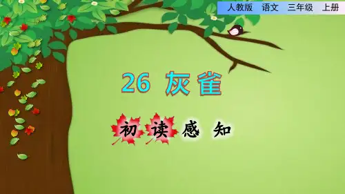 《灰雀》课件PPT(完美版)三年级上册语文部编