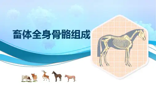 骨的识别课件(共30张PPT)《畜禽解剖生理(第四版)》同步教学(高教版)
