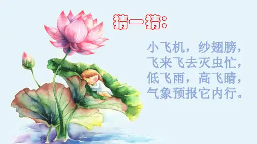 二年级上册美术课件 - 第9课 蜻蜓飞飞 ▏人教版 (2014秋) (共20张PPT)