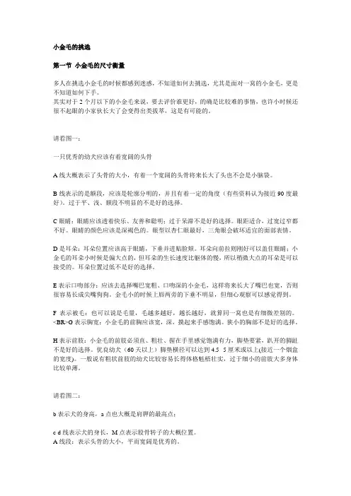 小金毛的挑选