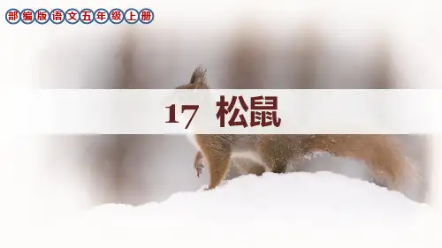 部编版语文五年级上册第17课《松鼠》生字讲解课件