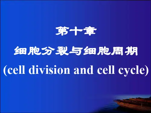 细胞分裂与细胞周期