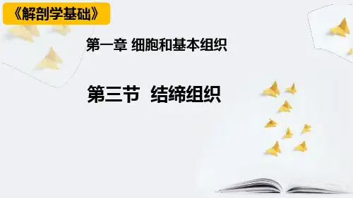解剖学基础《结缔组织》PPT课件