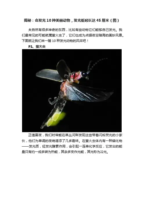 揭秘：会发光10种美丽动物，发光蚯蚓长达45厘米（图）